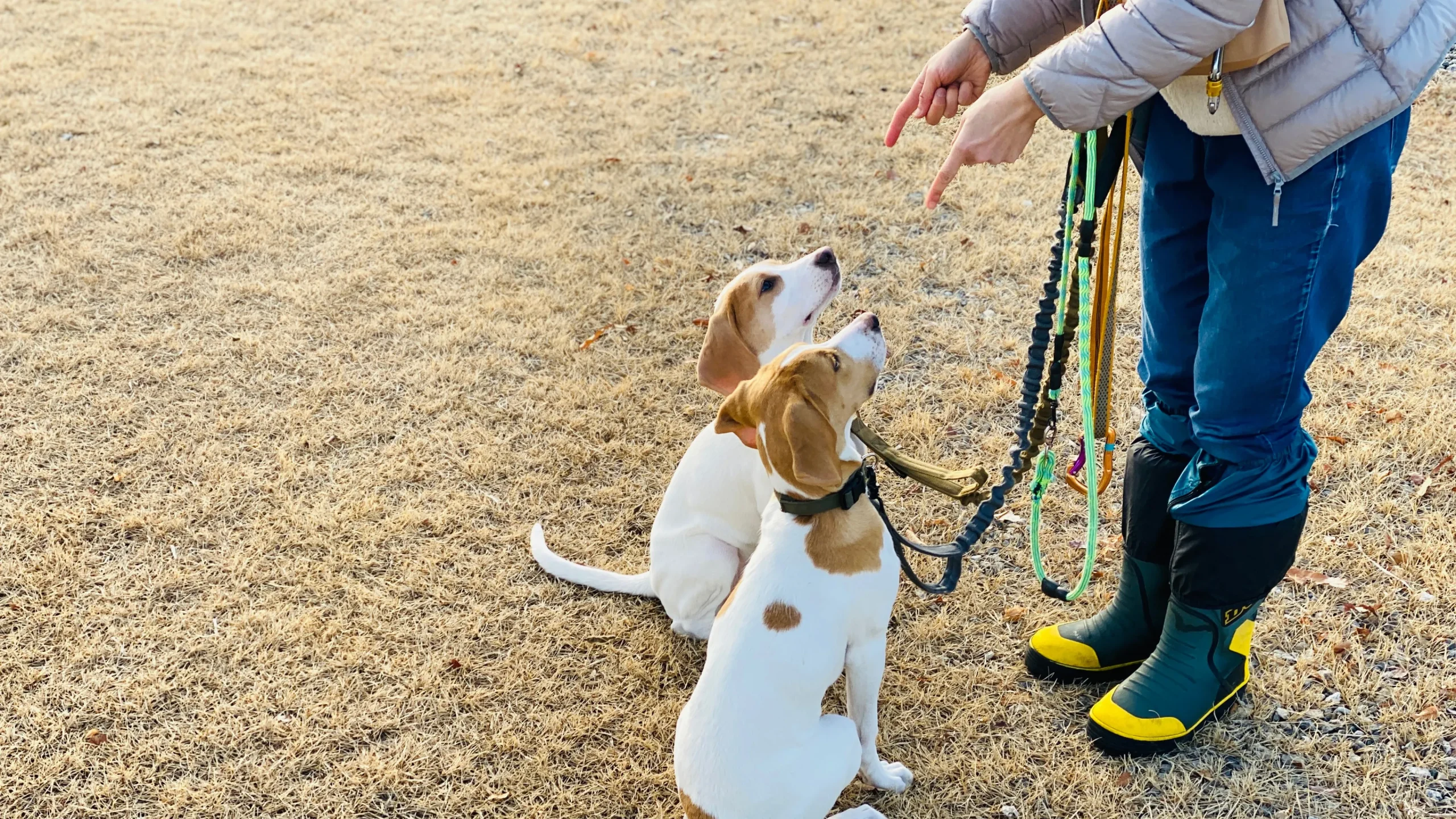 犬のしつけ